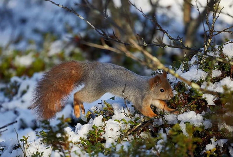 Kiruna: Wildlife and nature photography - Key Points