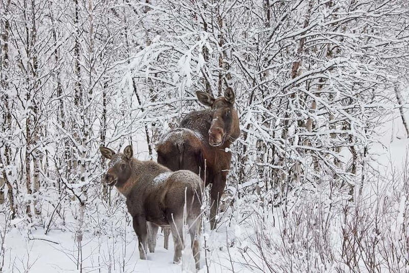Kiruna: Wildlife and nature photography - The Experience in Detail