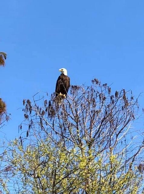 Kissimmee: 1 Hour Florida Everglades Pontoon Boat Tour - Key Points