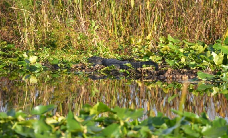 Kissimmee: 1 Hour Florida Everglades Pontoon Boat Tour - A Closer Look at the Experience