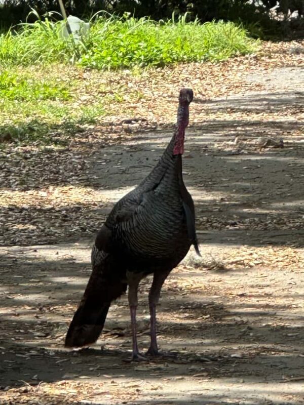 Kissimmee: 4-Hour Electric Mountain Bike Lakefront Tour - Summary: Is It Worth It?