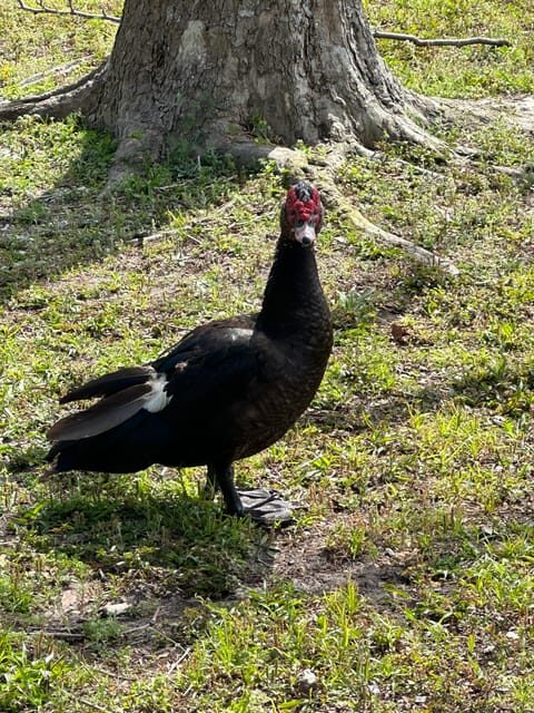 Kissimmee: 4-Hour Electric Mountain Bike Lakefront Tour - FAQ