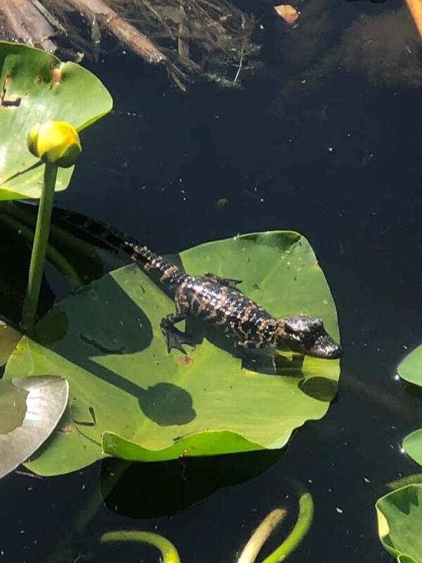 Kissimmee 90 minute Everglades Wildlife Airboat Tour - Who Should Consider This Tour?