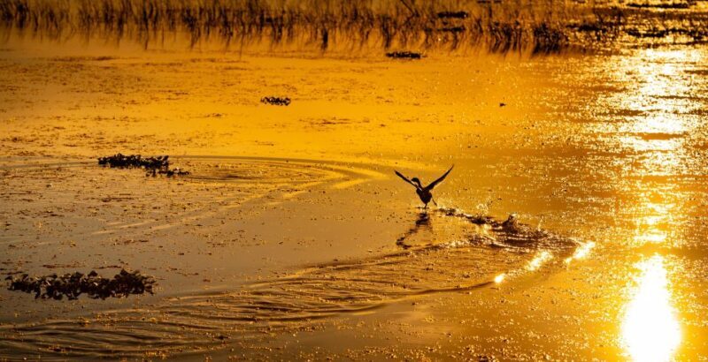 Kissimmee: Boggy Creek Sunset Airboat Tour - What Is the Boggy Creek Sunset Airboat Tour?