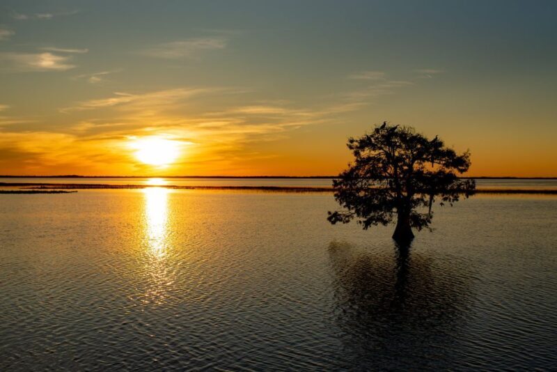 Kissimmee: Boggy Creek Sunset Airboat Tour - Wildlife and Nature: What You Might See