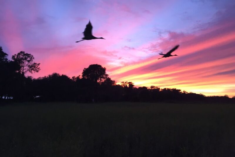Kissimmee: Boggy Creek Sunset Airboat Tour - Authentic Insights from Reviews