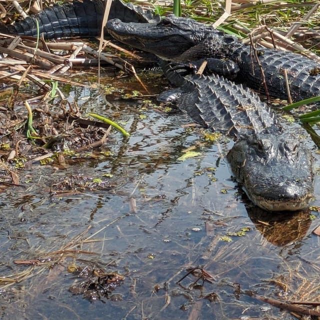 Kissimmee: Everglades Alligator and Wildlife Airboat Tour - A Practical Look at the Airboat Experience