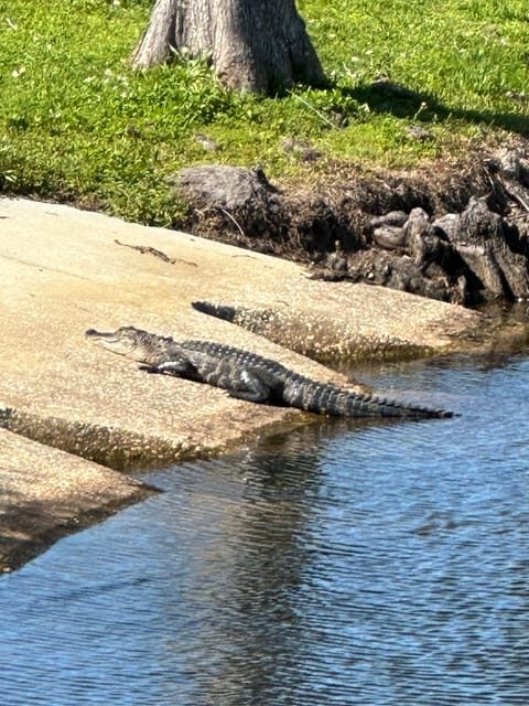 Kissimmee: Self-Guided Lakefront Tour on All Electric Bike - Key Points