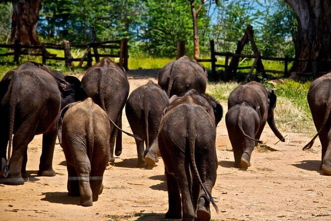 Kithulgala Adventure Tour from Bentota (2 Days) - FAQ