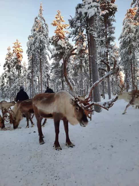 Kittilä / Levi: Husky Farm Guided Tour - Key Points