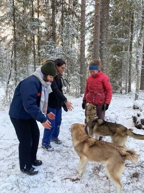 Kittilä / Levi: Husky Farm Guided Tour - What to Expect from the Husky Farm Guided Tour