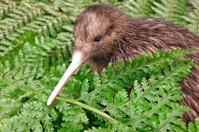 Kiwi Night Encounter at Nga Manu Nature Reserve - A Closer Look at the Kiwi Night Encounter at Nga Manu Nature Reserve