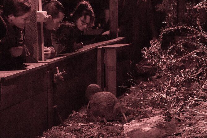 Kiwi Night Encounter at Nga Manu Nature Reserve - Who Should Consider This Tour?