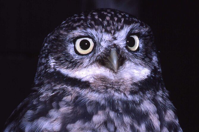 Kiwi Night Encounter at Nga Manu Nature Reserve - Final Thoughts