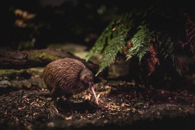 Kiwi Park Queenstown Admission - Key Points