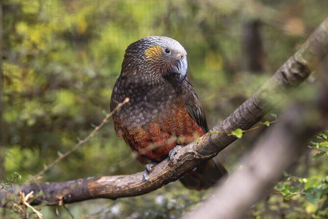 Kiwi Park Queenstown Admission - FAQs