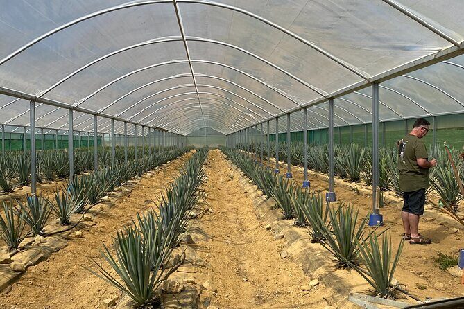 Kiwi Spirit Distillery Golden Bay - Visit New Zealand's only Tequila Farm! - Who Will Enjoy This Tour?