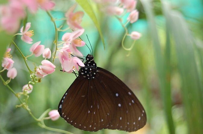 KL Butterfly Park Admission with Kuala Lumpur Famous Landmarks - Final Thoughts