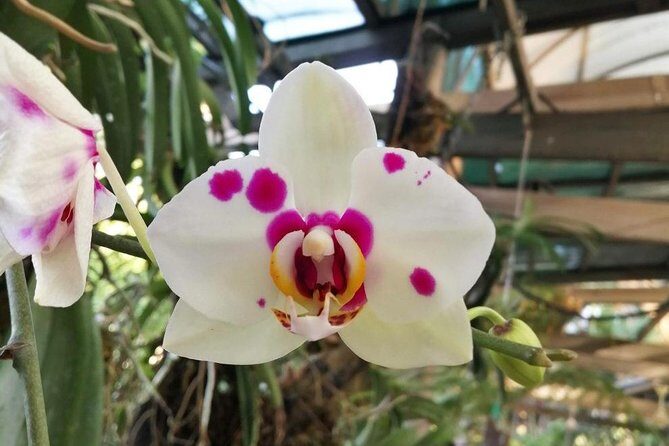 KL Go Nature - Orchid Garden, Bird Park & Butterfly Park Tour - Key Points