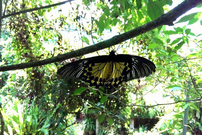 KL Go Nature - Orchid Garden, Bird Park & Butterfly Park Tour - FAQ