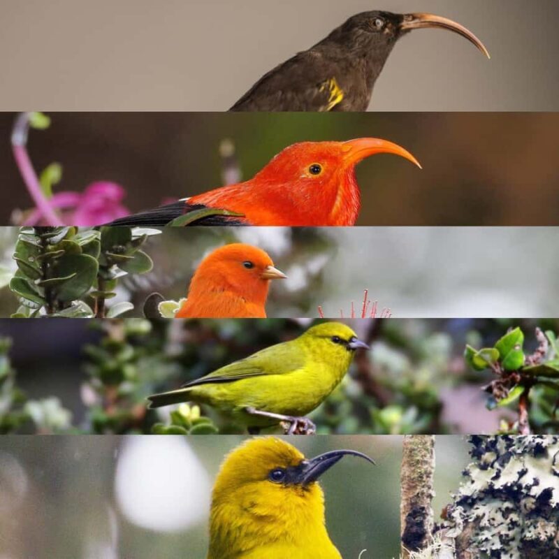 Klauea hike and lava gazing with Native Hawaiian - Klauea hike and lava gazing with Native Hawaiian: A Deep Dive into Hawaii’s Living Volcano