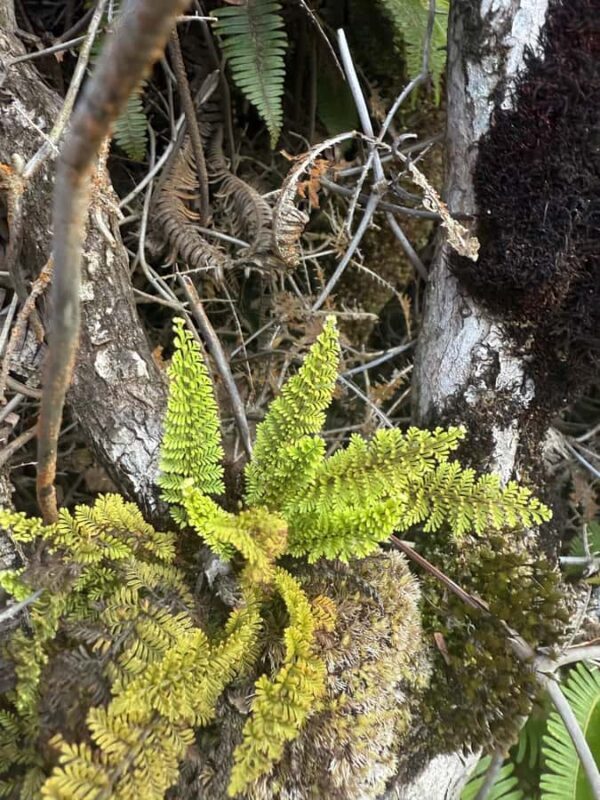 Klauea hike and lava gazing with Native Hawaiian - The Itinerary Breakdown