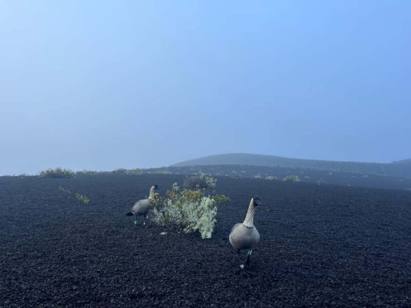 Klauea hike and lava gazing with Native Hawaiian - The Lava Gazing