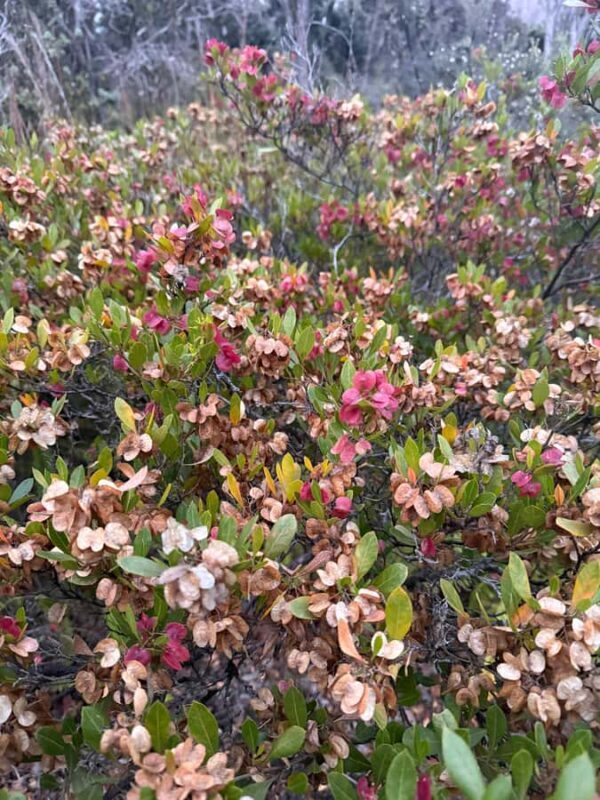 Klauea hike and lava gazing with Native Hawaiian - Practical Details and Value