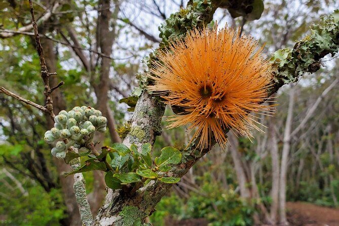Klauea Hike and Lava Gazing with Native Hawaiian - The Price and Overall Value