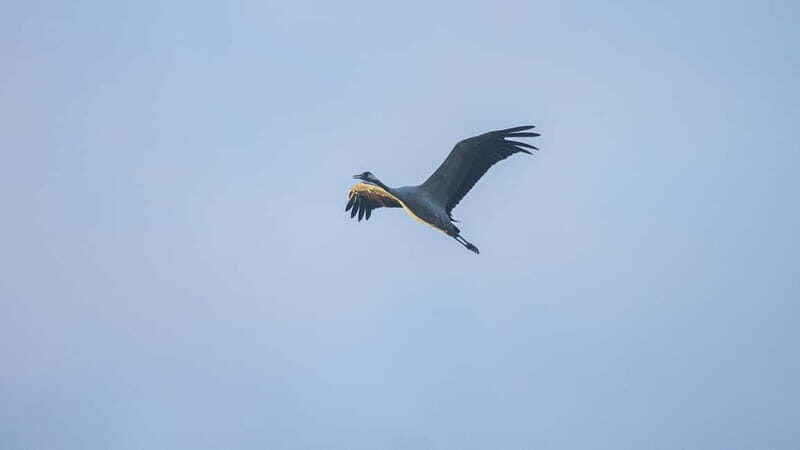 Kleine Kranichtour mit MS Swantevit ab Zingst - Final Thoughts