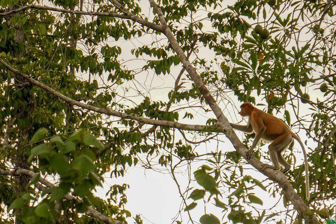 Klias Wildlife Safari River Cruise from Kota Kinabalu - An In-Depth Look at the Klias Wildlife Safari River Cruise