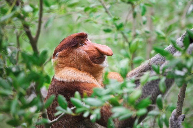 Klias Wildlife Safari River Cruise - Proboscis Monkey & Fireflies - What We Noticed from Reviews & Real Experiences
