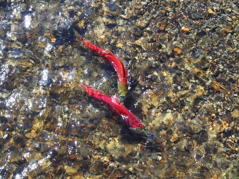 Kluane National Park: Full Day Tour - FAQ