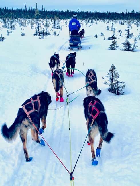 Knik: Winter Dog Sledding Tour - Final Thoughts: Who Will Love This Tour?