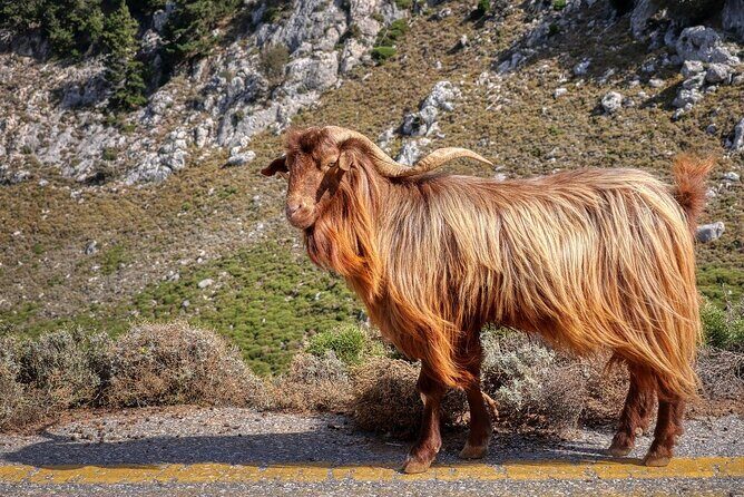 Knossos, Tracing Zeus in Mythic Landscapes & Olive Mill | Private - Relaxing Under the Ancient Platanus Tree