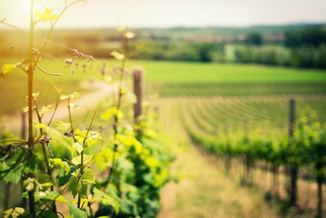 Knossos Wine & More - Key Points