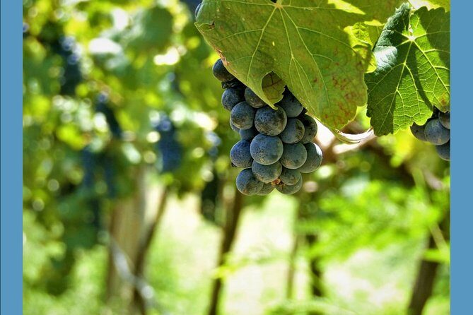 Knossos Wine & More - Who Should Consider This Tour?