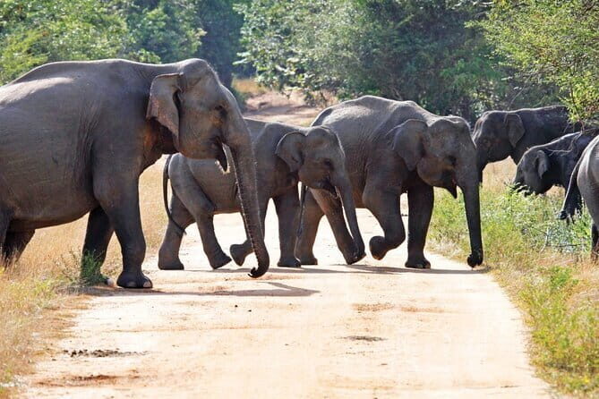 Knuckles and Wasgamuwa trail from Colombo - An In-Depth Look at the 3-Day Knuckles and Wasgamuwa Experience