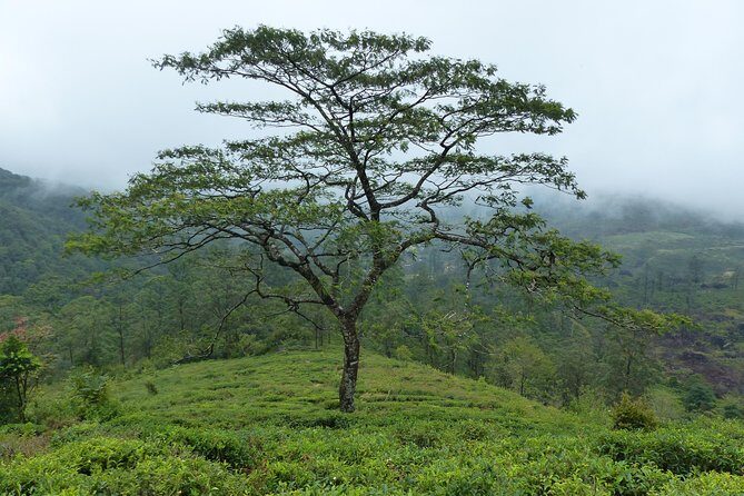 Knuckles Leopard trail Trek from Kandy - Frequently Asked Questions