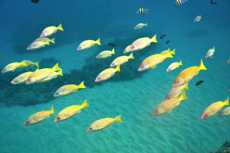 Ko Olina Exclusive Snorkel + Lunch - Who Will Enjoy This Tour