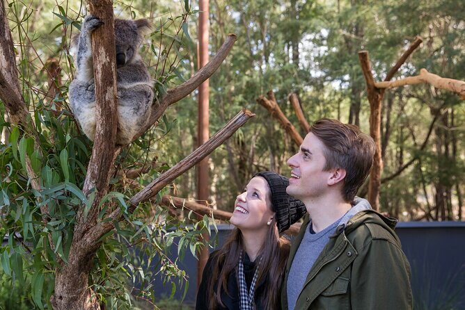 Koala Experience at Healesville Sanctuary - excl. entry - Key Points