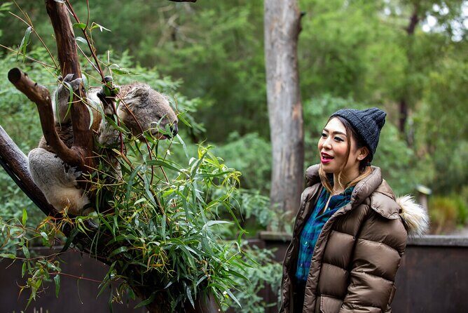 Koala Experience at Healesville Sanctuary - excl. entry - FAQ