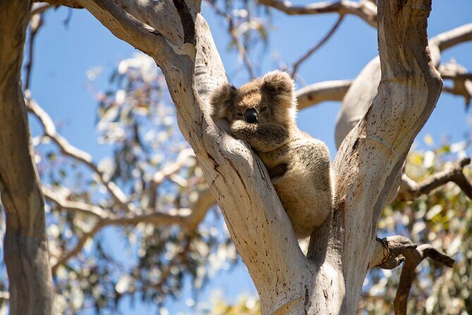 Koala Walking Tour in Kangaroo Island - The Experience From Travelers Perspectives