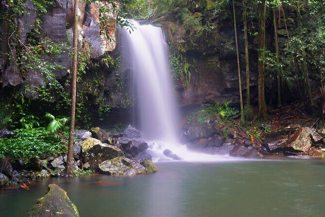 Koalas, Glow Worms & Kangaroos - Nature & Rainforest Walk - An In-Depth Look at the Tour Experience