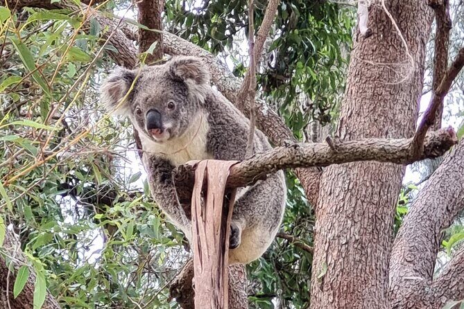 Koalas, Glow Worms & Kangaroos - Nature & Rainforest Walk - Final Thoughts