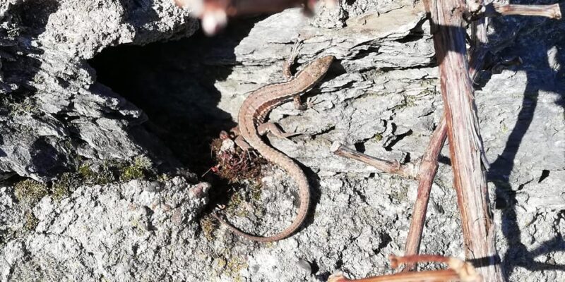 Koblenz: The Living Vineyard, Nature & Wine Enjoyment - Koblenz: The Living Vineyard, Nature & Wine Enjoyment — A Detailed Review