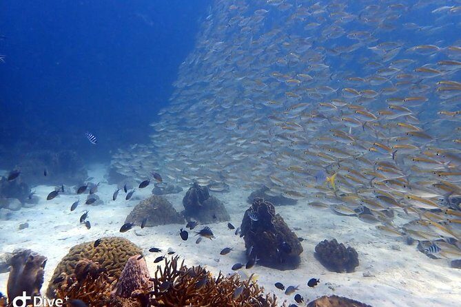 Koh Chang Dive Trip Including 3 Dives (Start at Koh Chang) - Who Will Love This Tour?