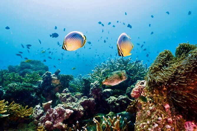 Koh Rok and Koh Haa Snorkeling Tour with Beachside Lunch - Authentic Insights from Reviews