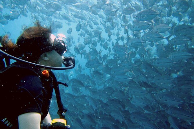 Koh Samui 2-Dive Trip to Sail Rock for certified divers - An In-Depth Look at the Koh Samui 2-Dive Trip