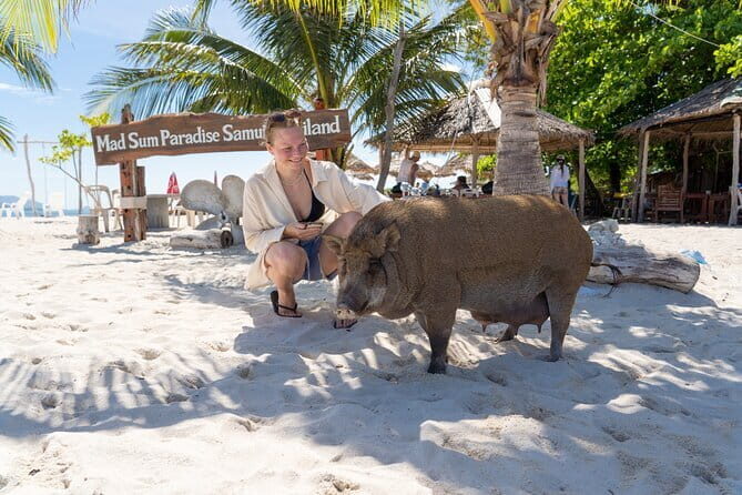Koh Samui Island Hopping Adventure in Coral and Pig Island - Who Would Love This Tour?